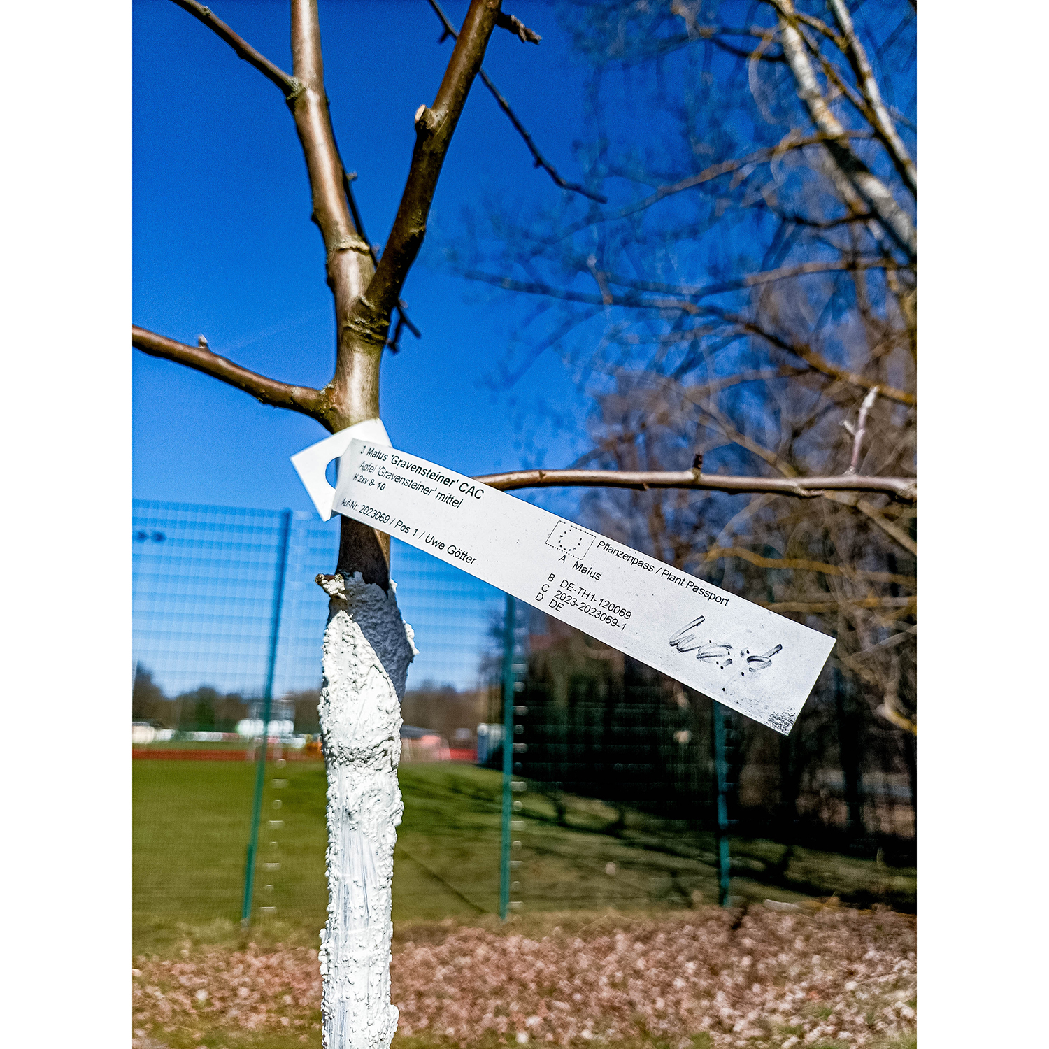 14-Saalfeld-Saalewiesen - Blick nach Norden auf Streuobstwiese nördlich Köditzgraben-Köditzbach & westlich der Saale mit Pflanzung Apfel Gravensteiner