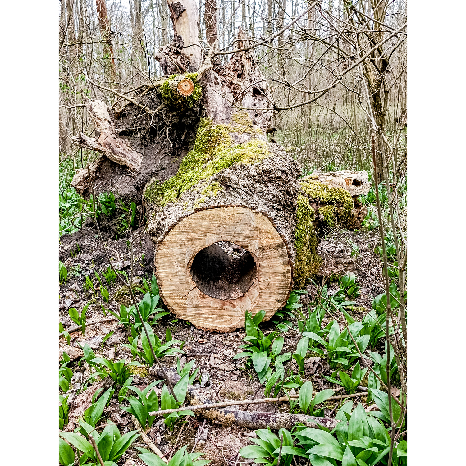 17-Merseburg - Fasanerie - südlicher Zentralteil - Blick nach Nordosten auf Gemeine Esche
