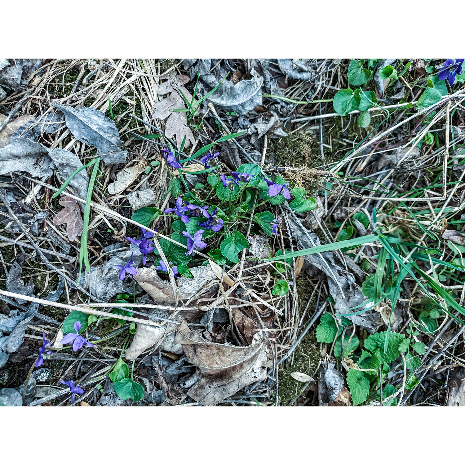 18-Merseburg - Fasanerie - südlicher Zentralteil - Blick nach Nordwesten auf Märzveilchen