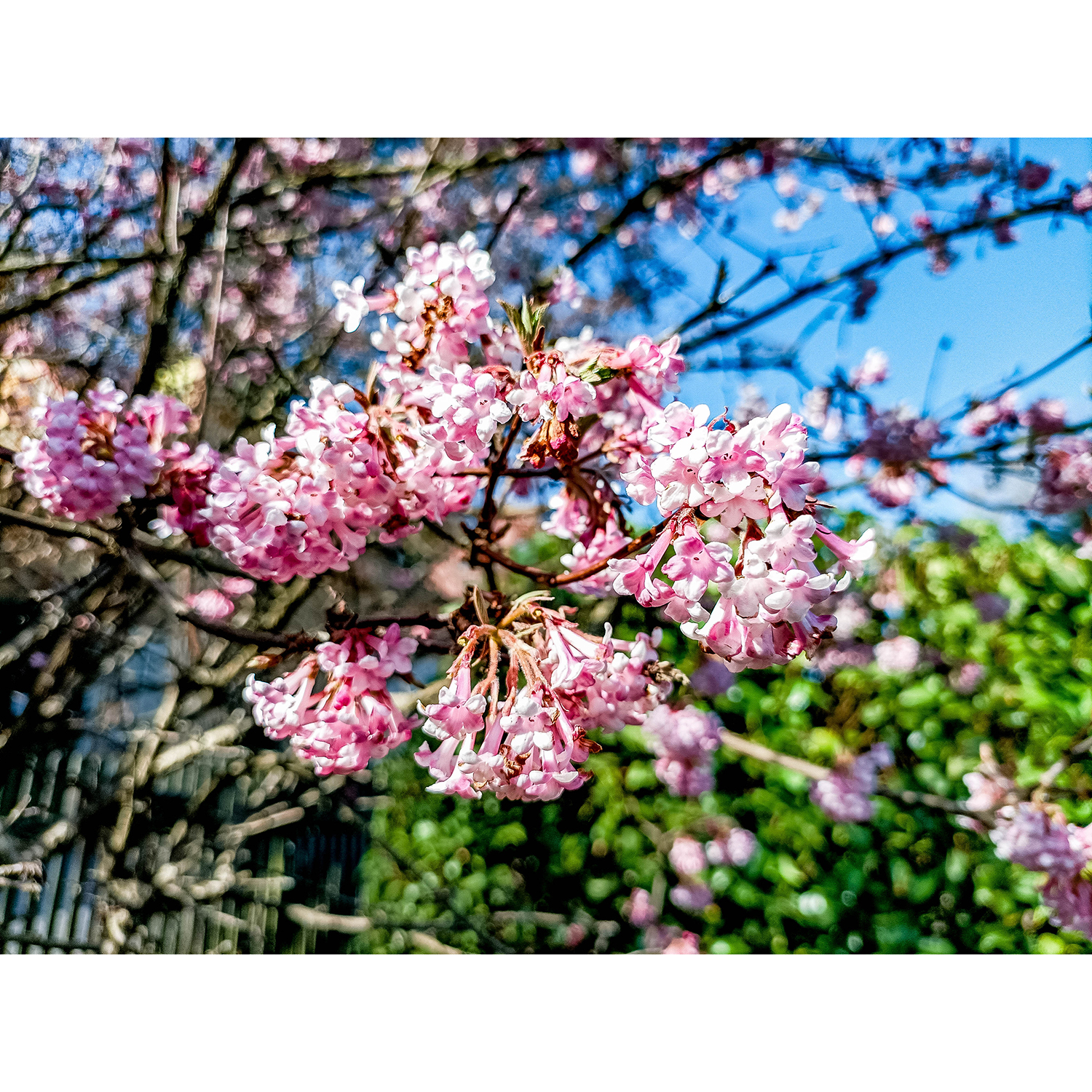 20-Saalfeld-Grünhain-Höhe Ex Zeiswehr - Blick nach Norden auf Duftschneeball