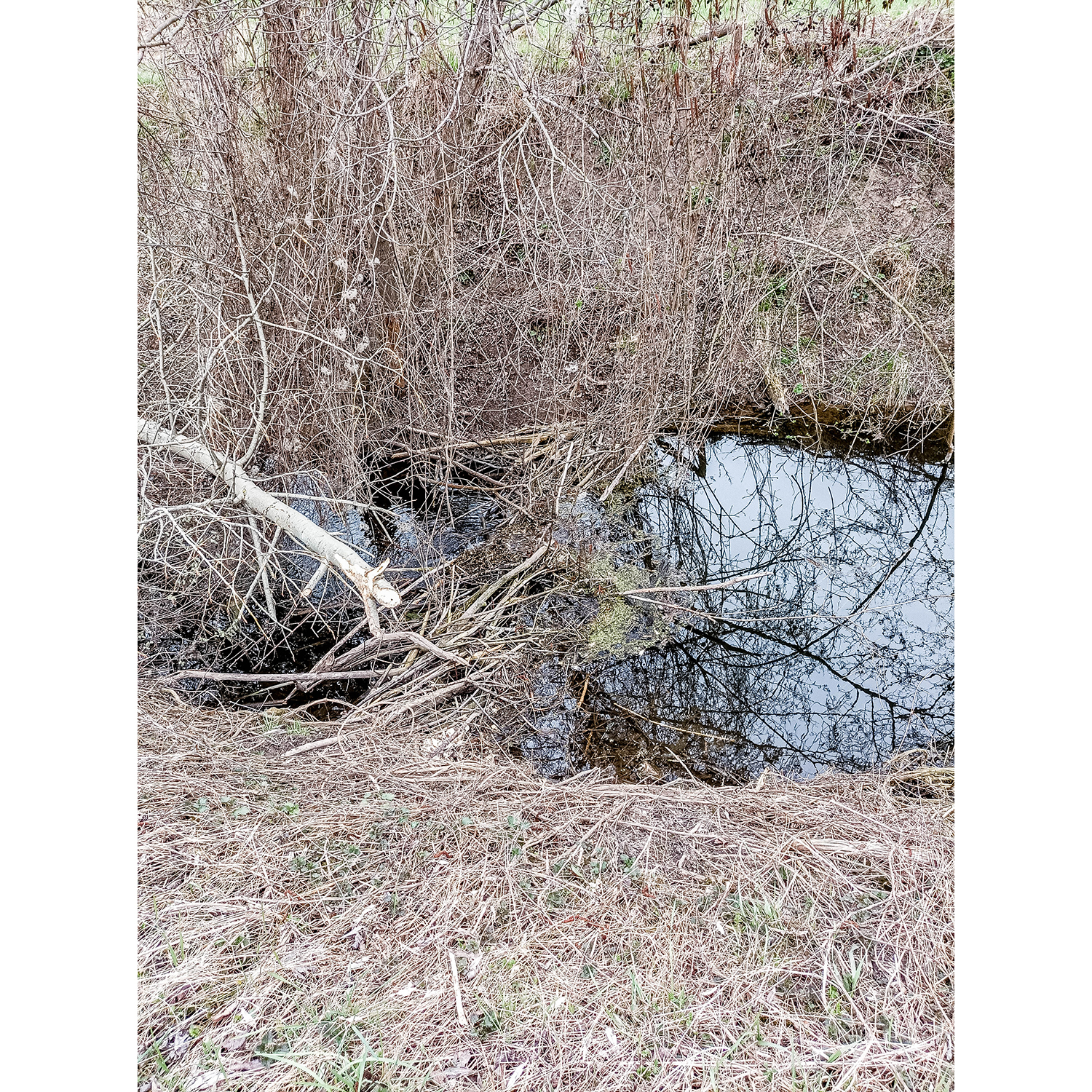 22-Merseburg - Meuschau Aue Alte Saale nordöstlich Hohe Brücke - Blick nach Nordosten auf Alte Saale gewässerabwärts mit Biberdamm