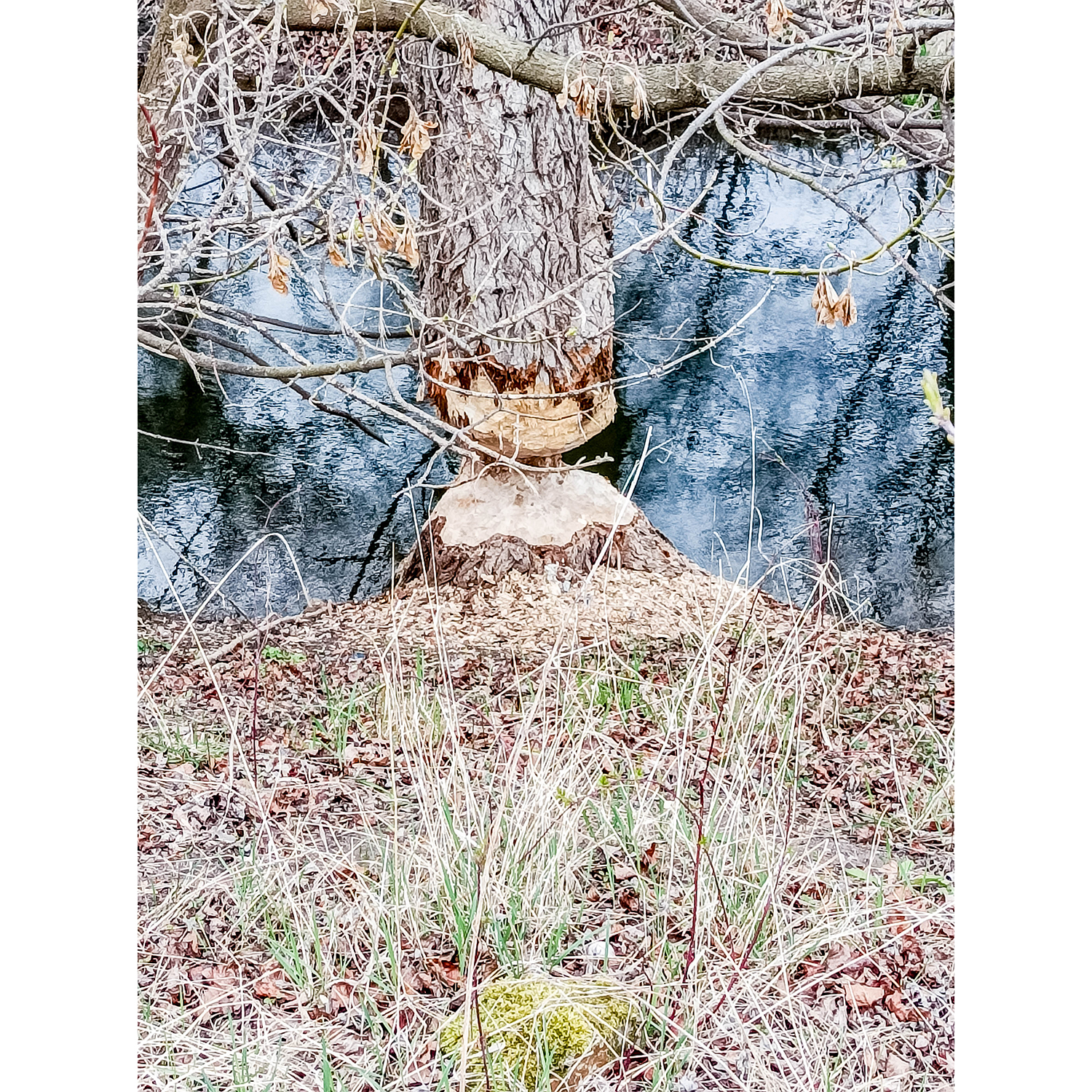23-Merseburg - Meuschau - Aue Alte Saale nördlich Hohe Brücke - Blick nach Norden auf Biberfraß an Hybridpappel & Alte Saale