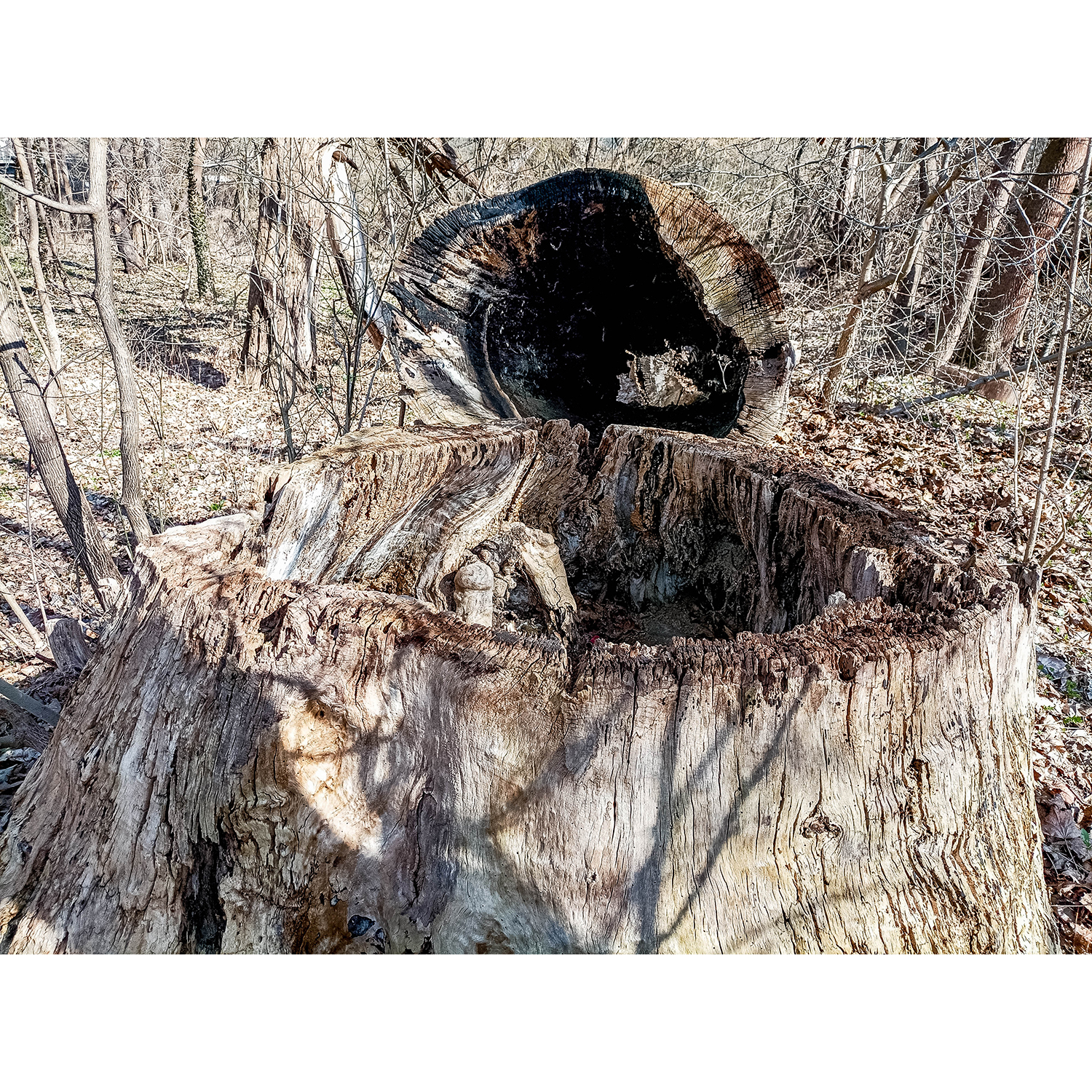 32-Saalfeld-Saaleradweg-Abschnitt zwischen Siechenbach & Wehr Göritzmühle - Blick nach Nordosten auf Totholz im Restauenwald