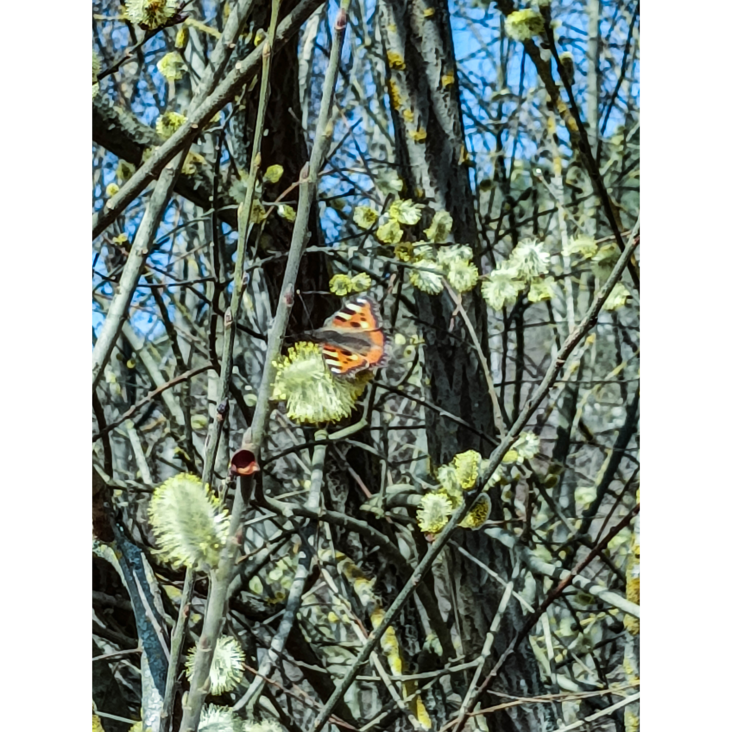50-Saalfeld-Remschütz - Saalweg - Abschnitt zwischen Zechenbach & Läusebach - Blick nach Nordosten auf Salweide mit Kleinem Fuchs