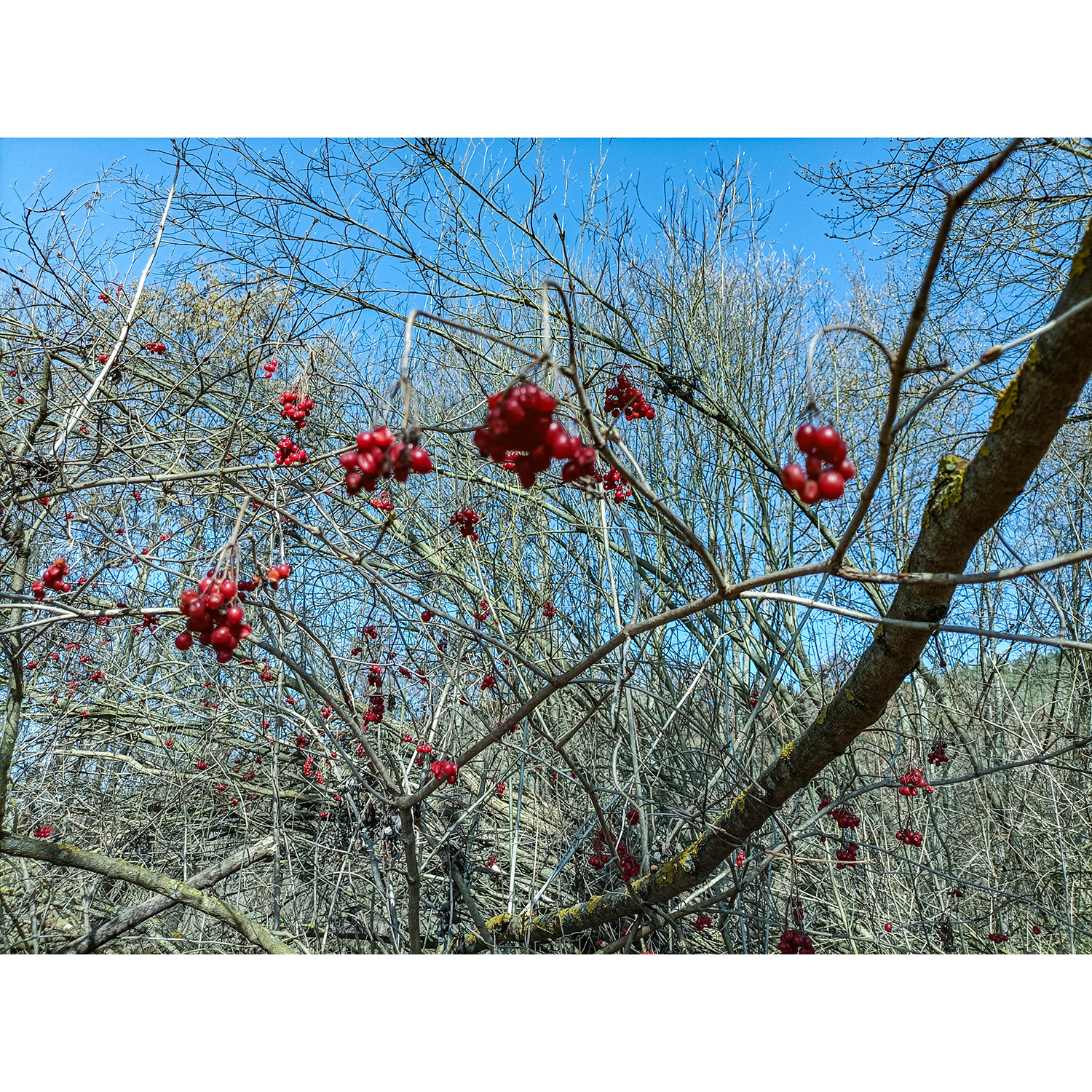53-Saalfeld-Remschütz - Saalweg - Blick nach Nordosten auf Gemeinen Schneeball mit Mündungsgebiet Läusebach in Saale