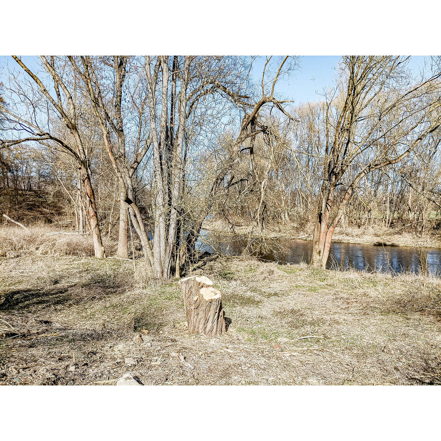 63-Rudolstadt - Saalweg - Abschnitt zwischen Brücke B 85 & 88 & B 88 - Blick nach Nordwesten auf Saaleauenwald mit Abholzung Silberweide & Saale gewässerabwärts