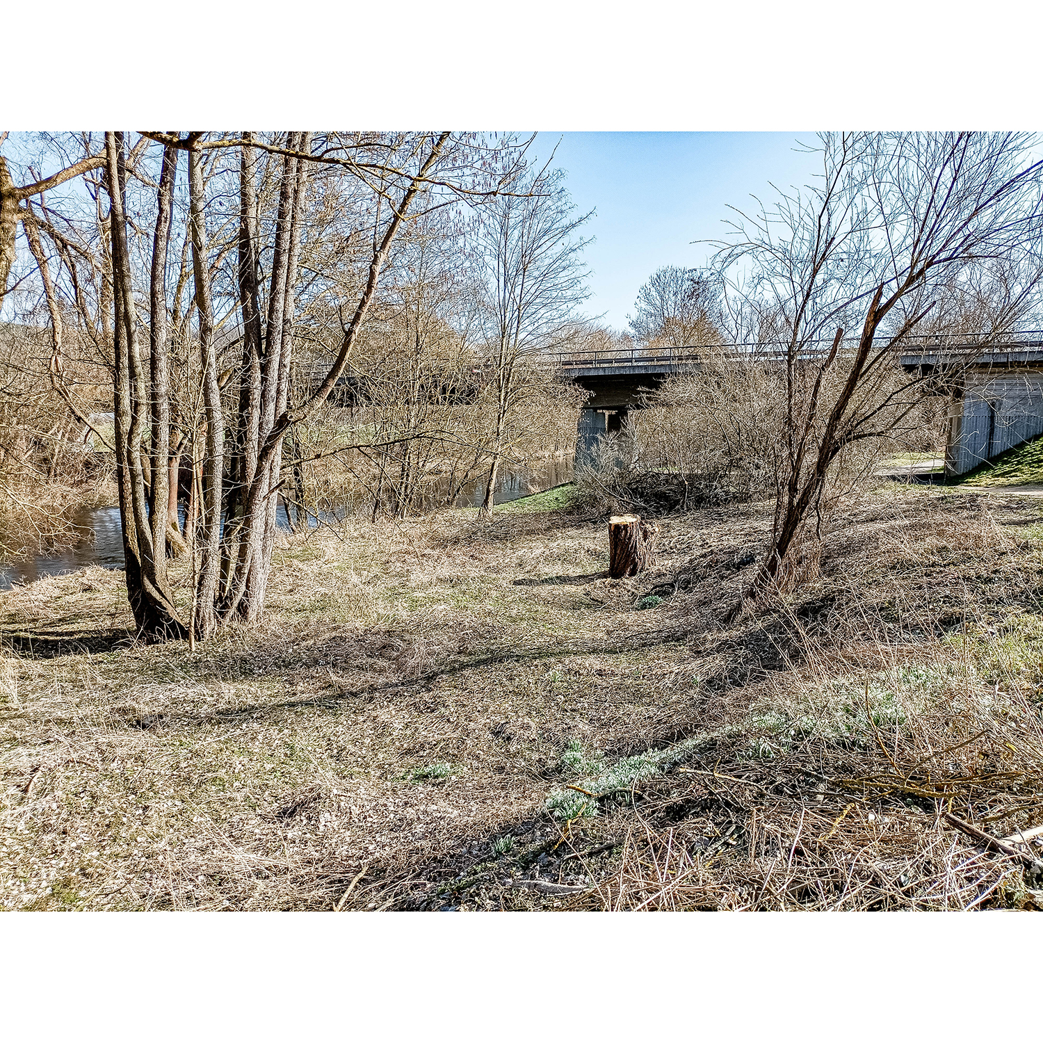 64-Rudolstadt - Saalweg - Abschnitt zwischen Brücke B 85 & 88 & B 88 - Blick nach Südosten auf Saale gewässeraufwärts & Saaleauenwald mit Abholzung Silberweide