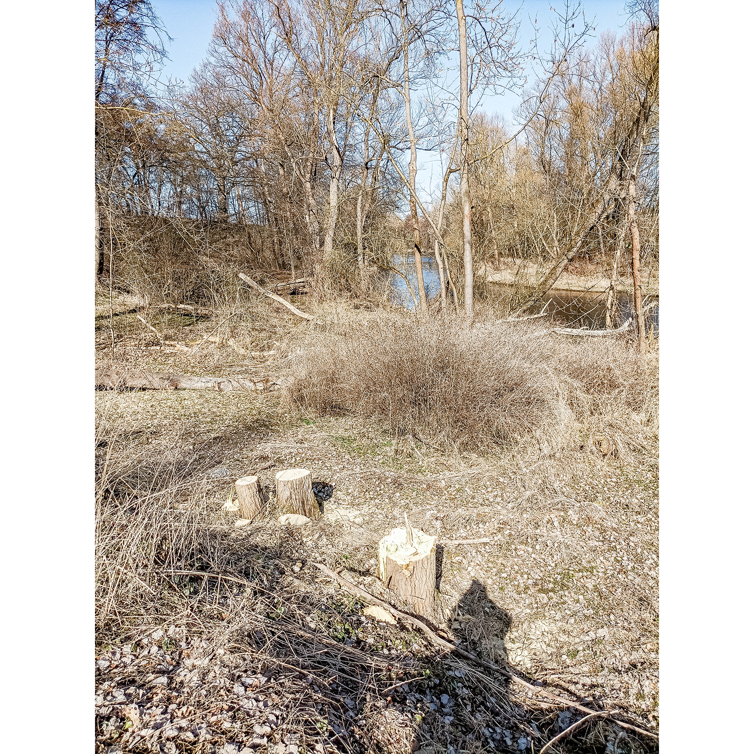 65-Rudolstadt - Saalweg - Abschnitt zwischen Brücke B 85 & 88 & B 88 - Blick nach Nordwesten auf Saaleauenwald mit Abholzung Hybridpappeln & Saale gewässerabwärts