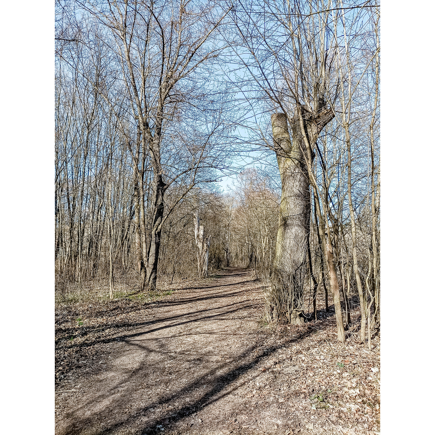 88-Rudolstadt-Große Wiese - Westteil - Saaleauenwald - Blick nach Nordosten