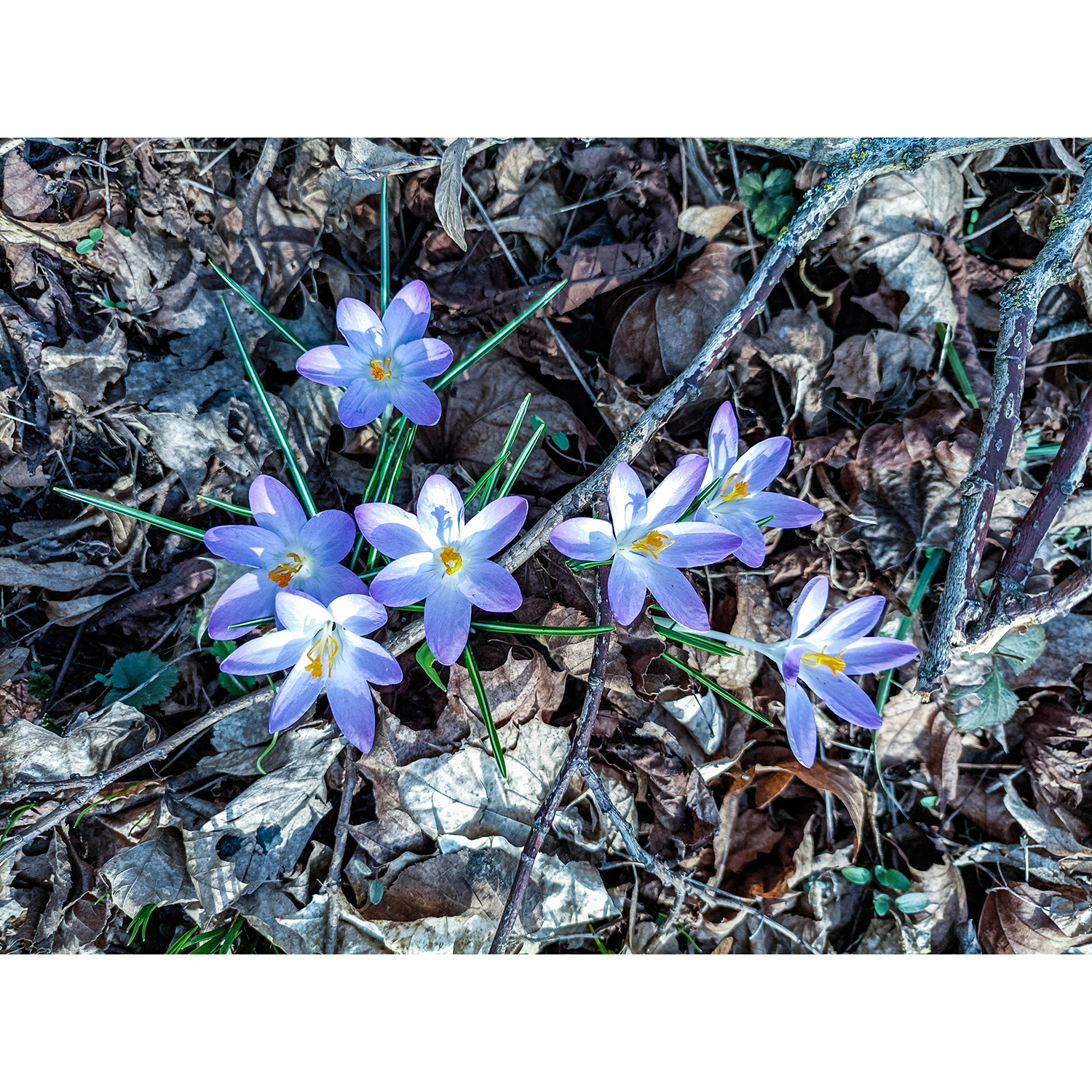 89-Rudolstadt-Große Wiese - Westteil - Saaleauenwald - Blick nach Osten auf Krokusse