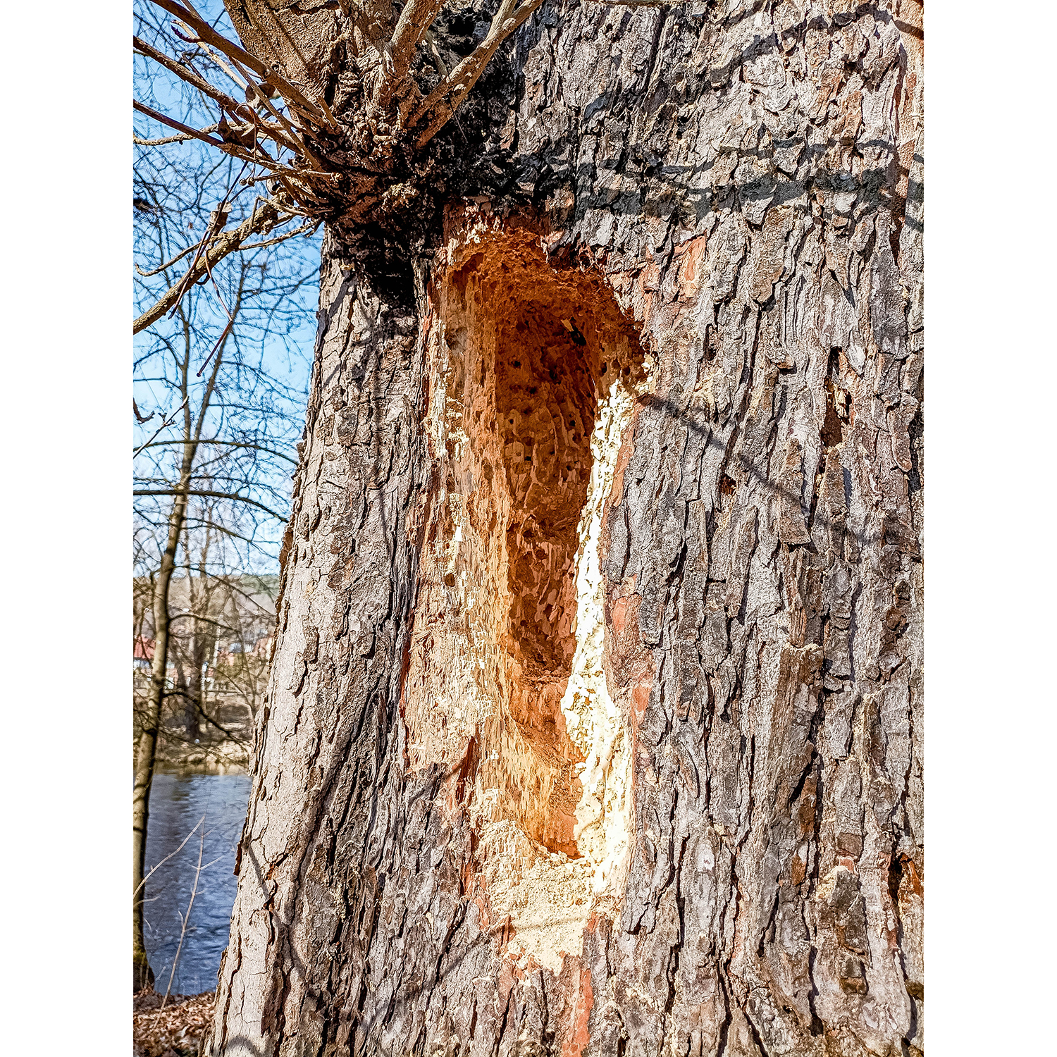 90-Rudolstadt-Große Wiese - Westteil - Saaleauenwald - Blick nach Nordwesten auf Saale gewässerabwärts & Roßkastanie
