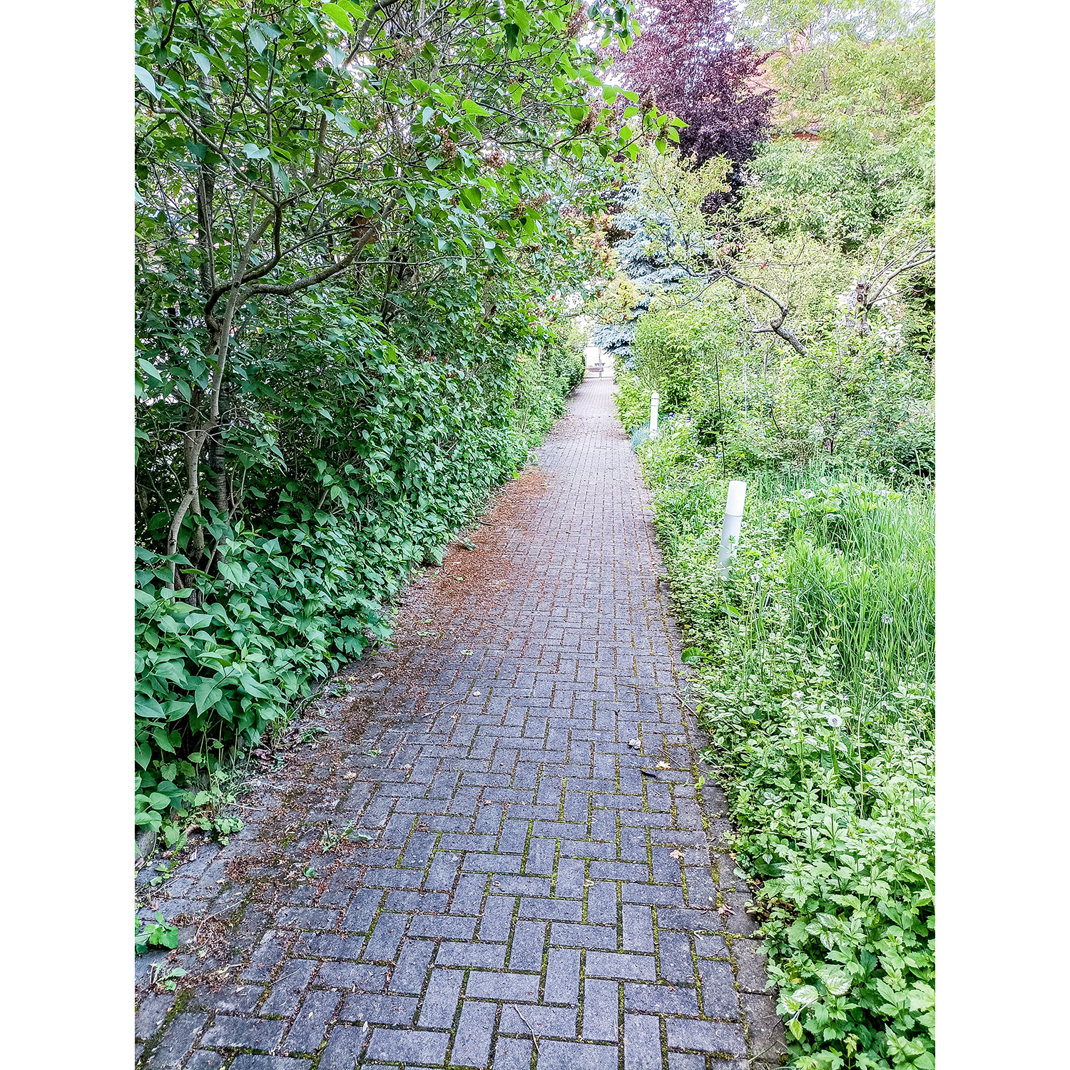 13-Halle-Stadtbezirk Süd-Mietergärten Elsa-Brändström-Straße 206-Robert-Koch-Straße 01 - Blick nach Nordwesten auf Mülltonnenweg in Richtung Robert-Koch-Straße