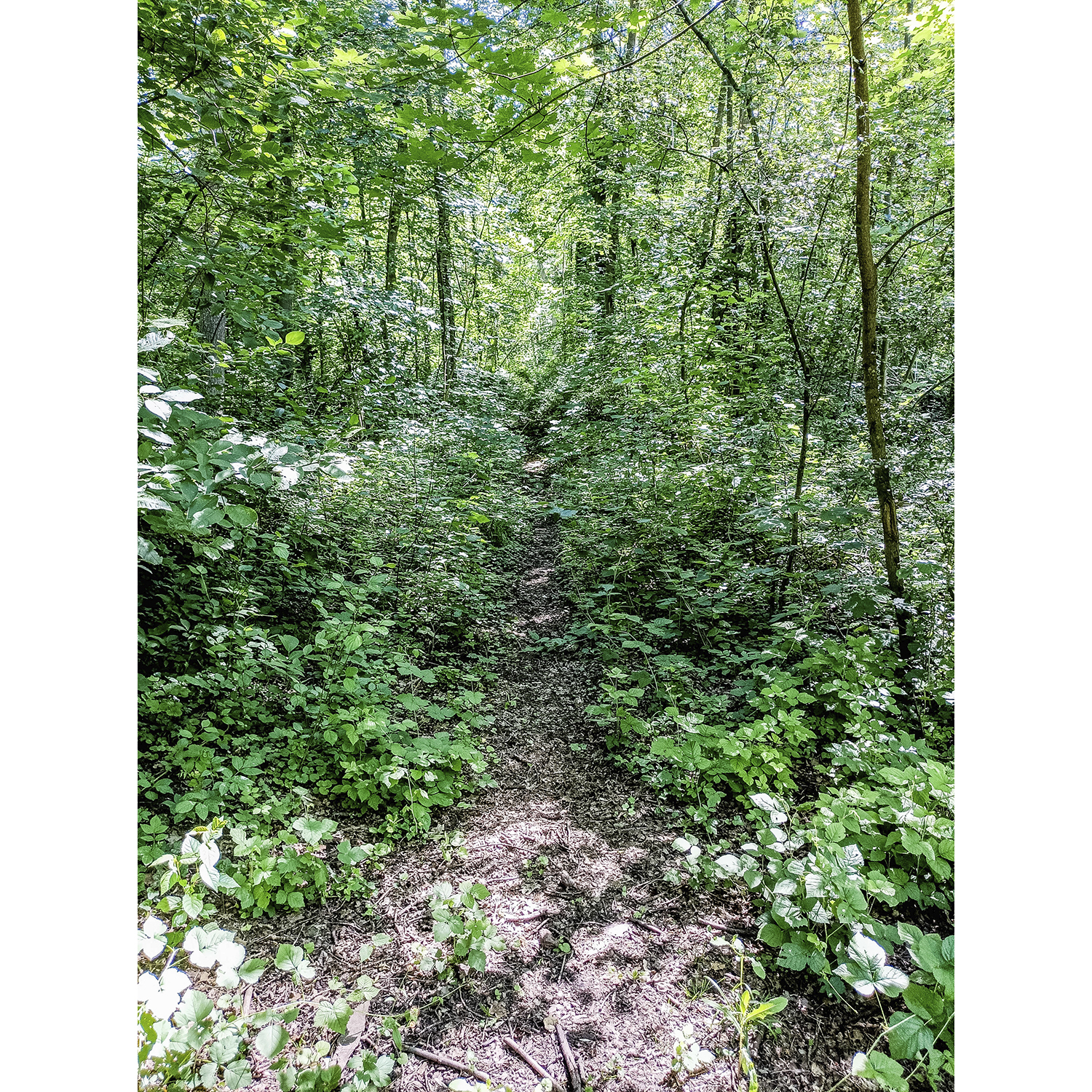 05-Köthen-Ziethebusch-westlicher Mittelteil - Blick nach Osten auf Trampelpfad