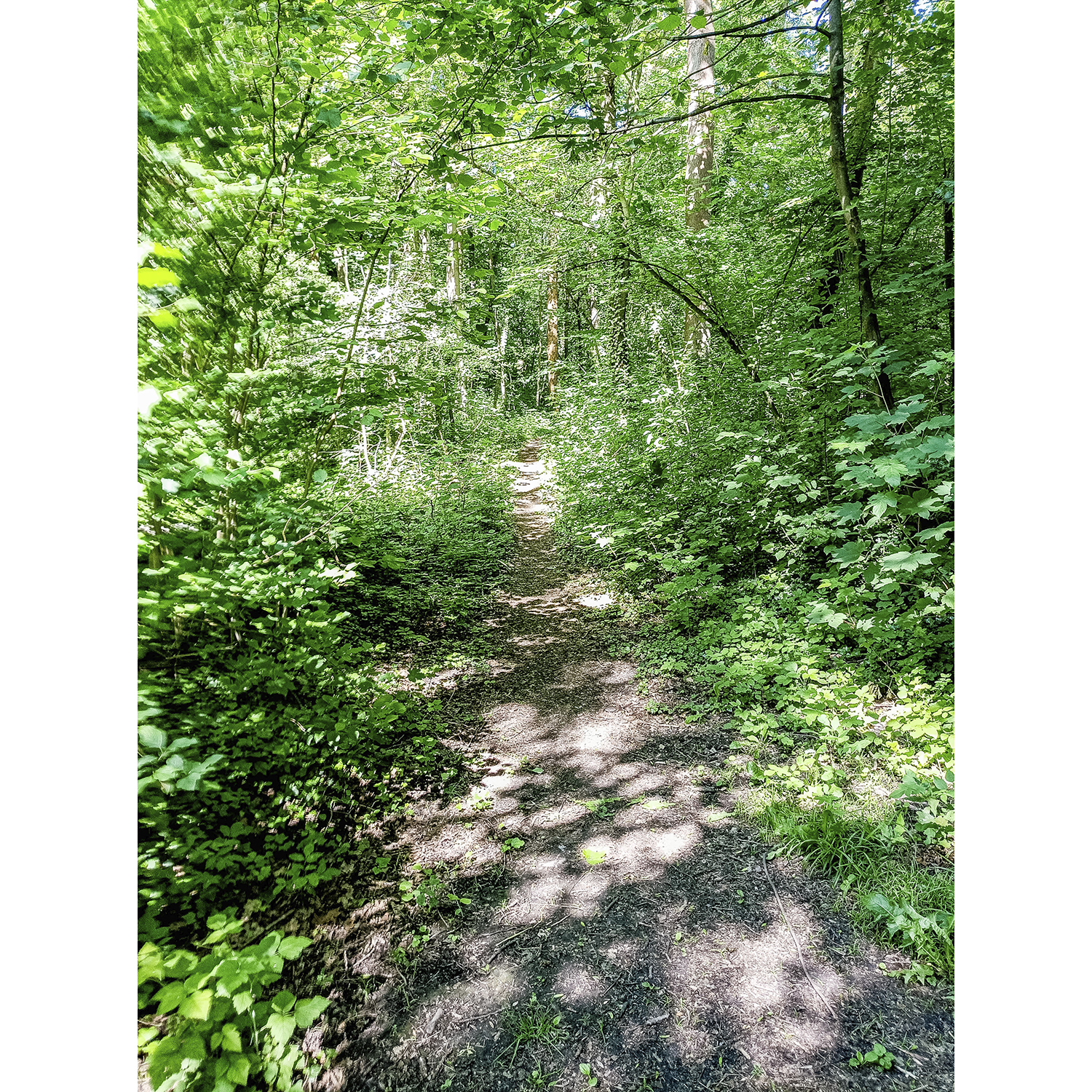 06-Köthen-Ziethebusch-westlicher Mittelteil - Blick nach Nordwesten auf Trampelpfad