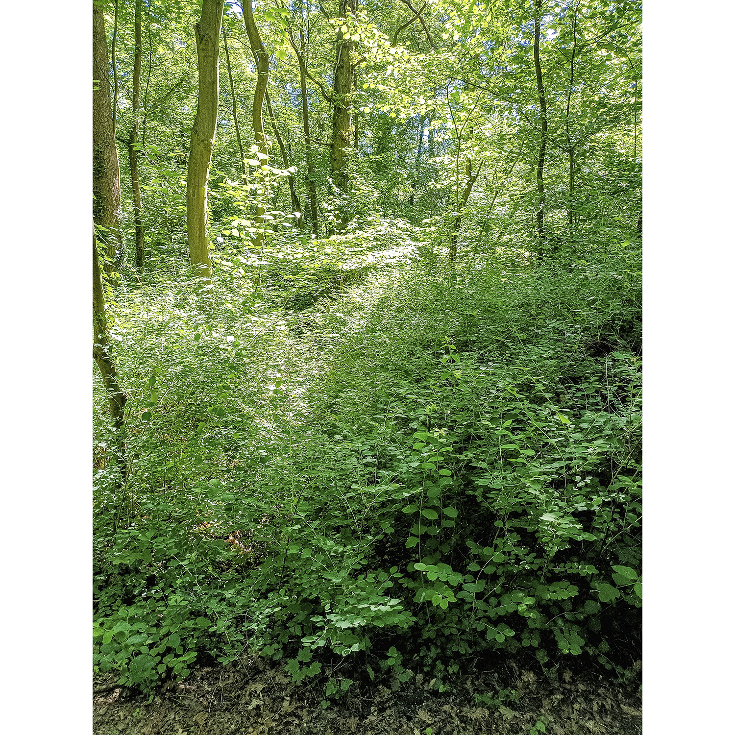07-Köthen-Ziethebusch-westlicher Nordteil - Blick nach Nordosten auf Auenwald