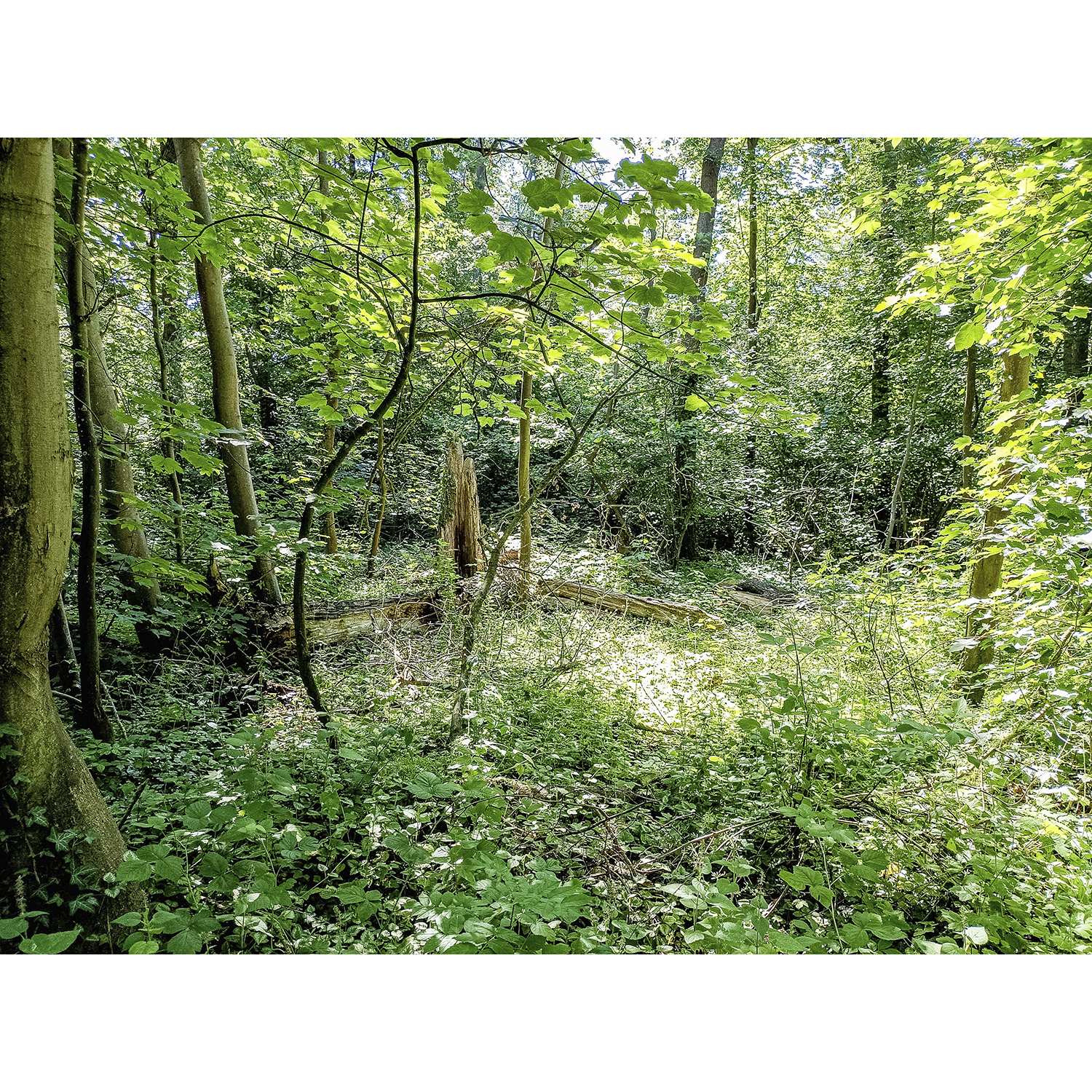 08-Köthen-Ziethebusch-Nordrand - Verbindungsweg Dessauer Straße & Porster Weg - Blick nach Südosten auf Auenwald