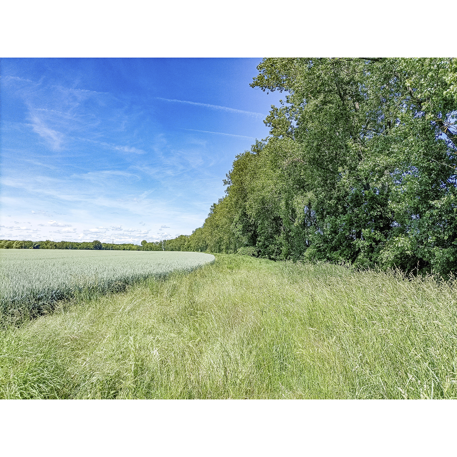 16-Köthen-Verbindungsweg Porster Weg & Straße der Freundschaft -Höhe Zehringer Busch - Blick nach Nordwesten auf Zietheaue gewässerabwärts