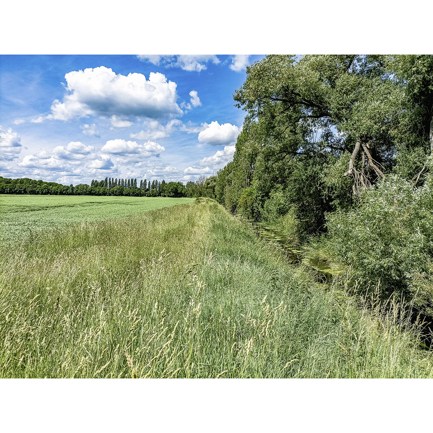 30-Köthen-Angerstraße - Blick nach Südwesten auf Ziethe gewässerabwärts