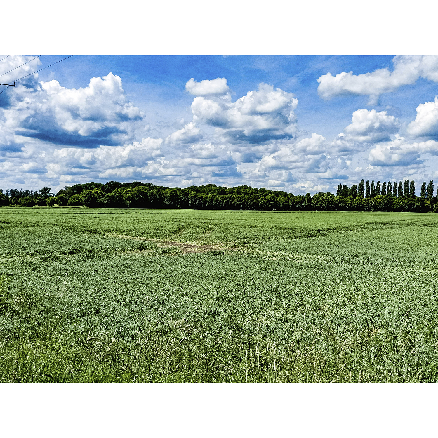 31-Köthen-Angerstraße - Blick nach Südwesten auf Park Großpaschleben