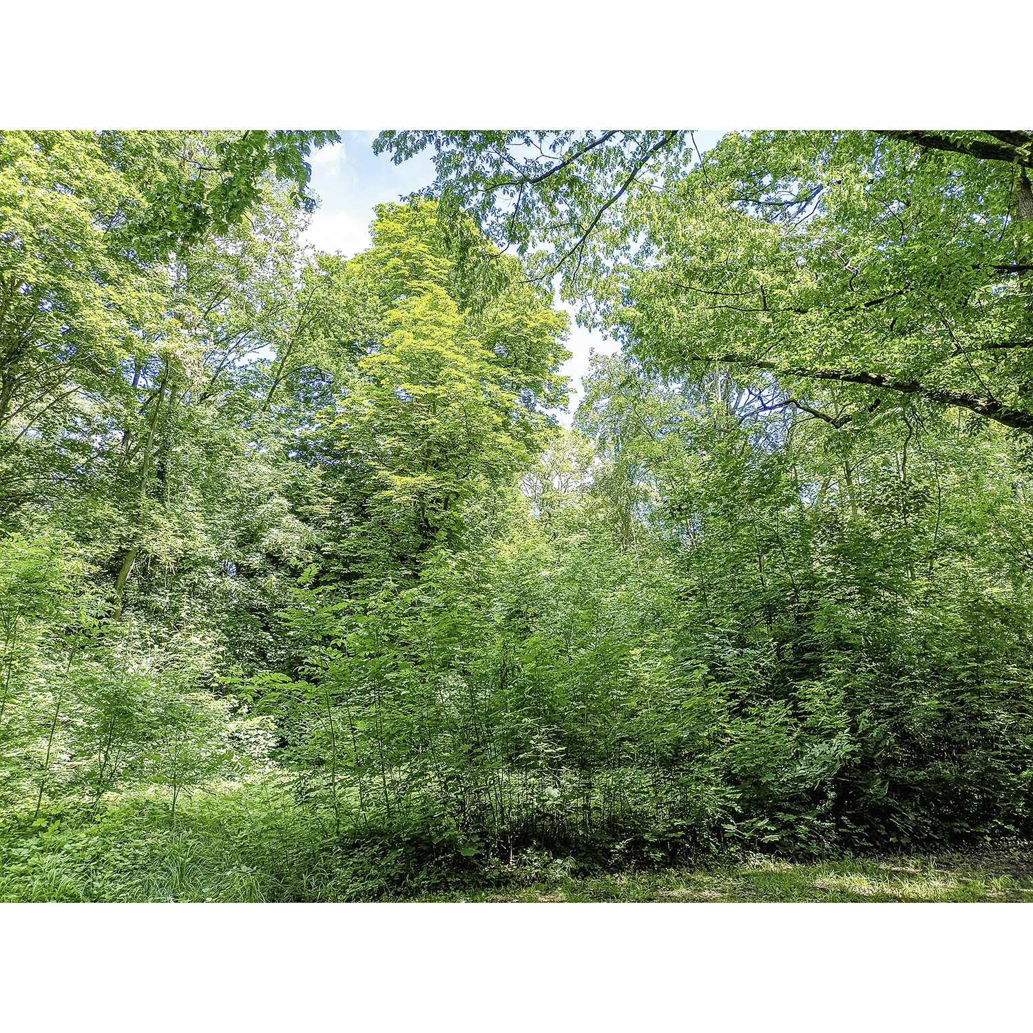 34-Osternienburger Land-Großpaschleben - Park Mittelteil -Blick nach Nordosten auf Gehölzbestand & Hochstauden