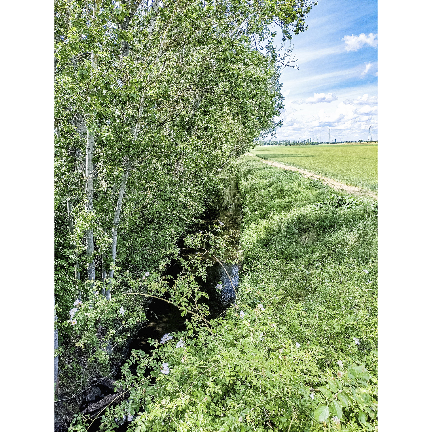 37-Osternienburger Land-Verbindungsstraße Trinumer Weg & Thurauer Weg & Zabitz - Blick nach Nordwesten auf Ziethe gewässerabwärts