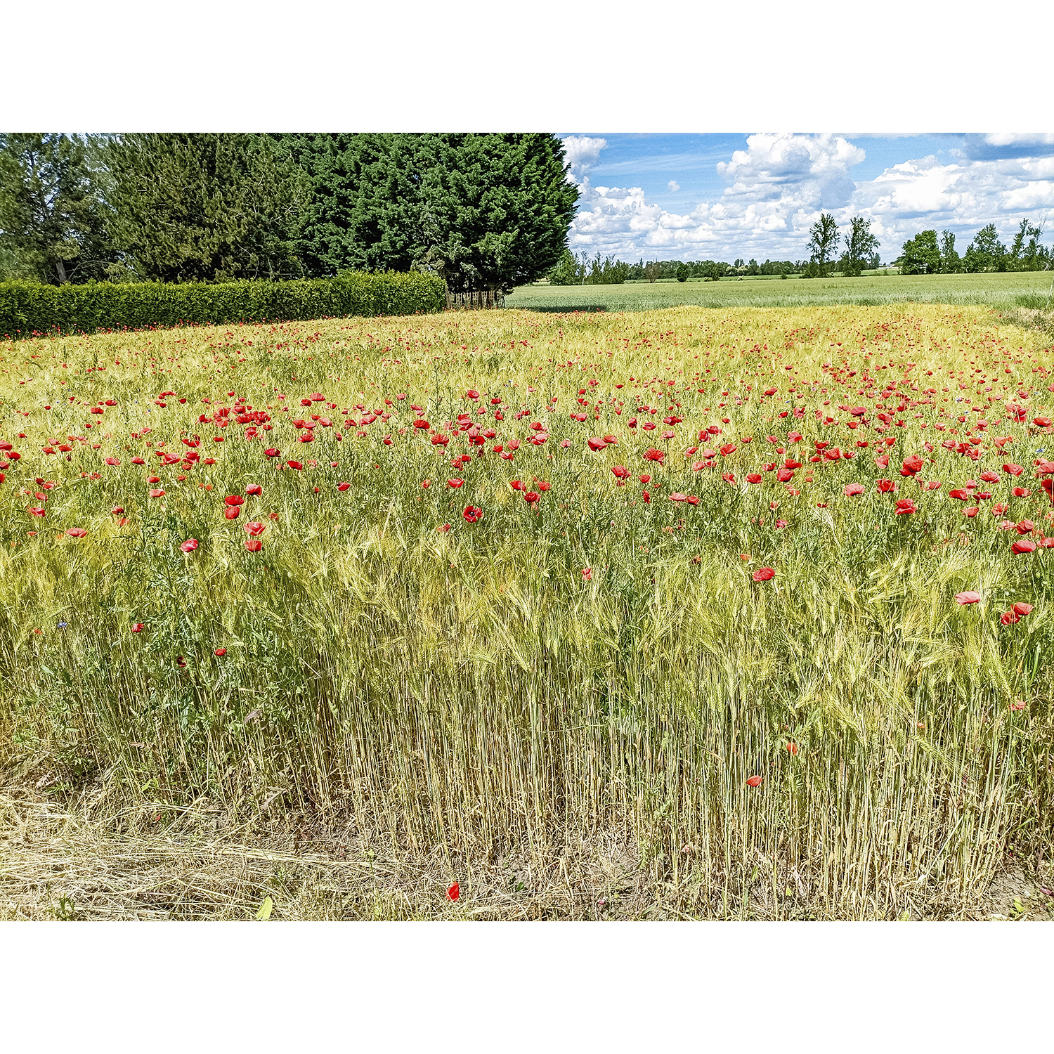 38-Osternienburger Land-Thurauer Weg - Blick nach Nordosten auf Feld mit Gerste & Klatschmohn & Kornblumen in Richtung Ziethe
