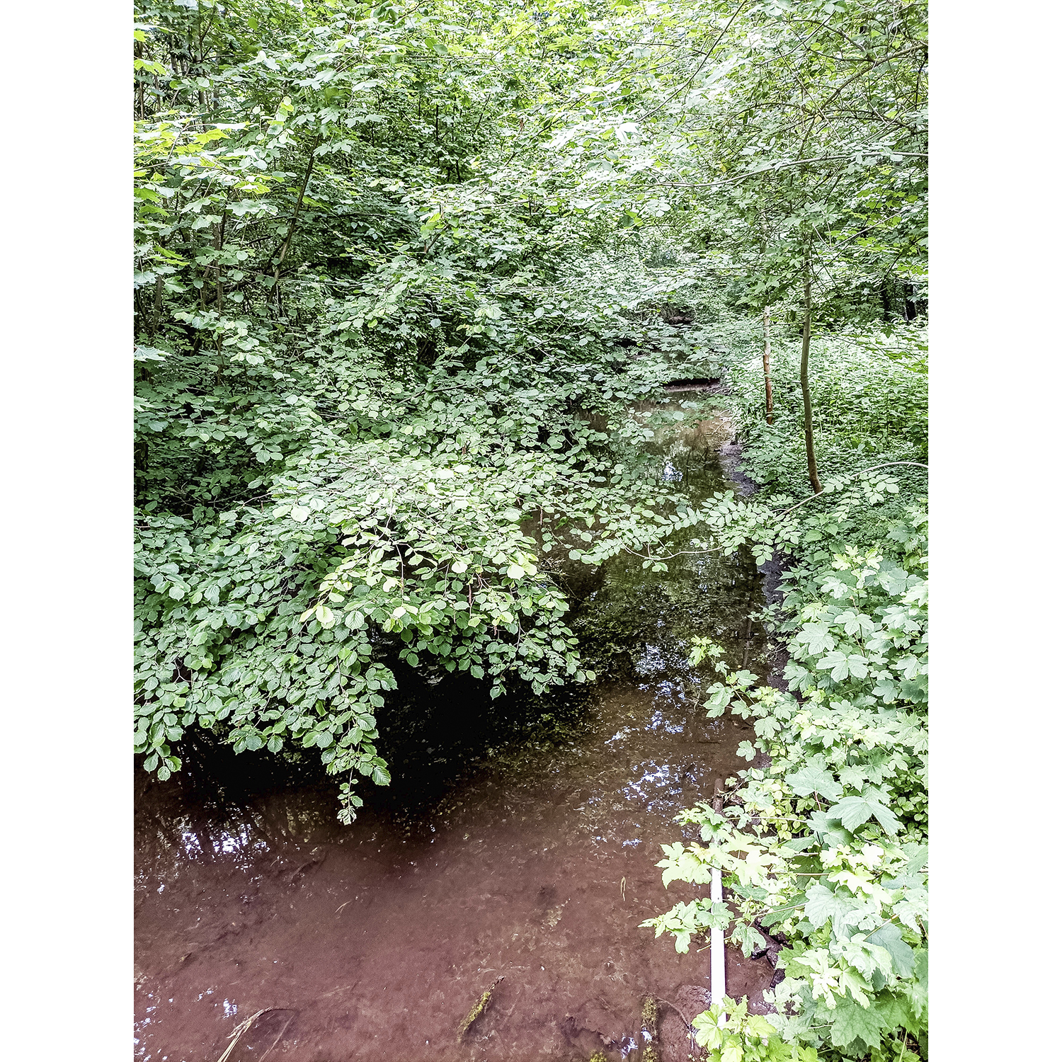 44-Bernburg-Biendorf -Schlosspark - Blick nach Nordosten auf Ziethe gewässeraufwärts
