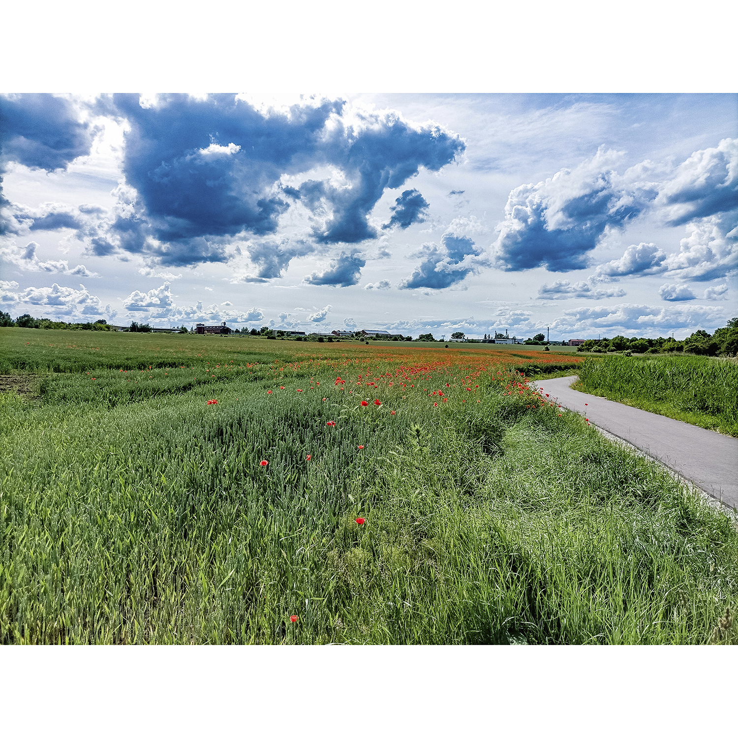 55-Bernburg-Verbindungsweg Alt-Eisenbahnbrücke & Roschwitz - Baalberger Chaussee - Blick nach Nordwesten auf Feld mit Weizen & Klatschmohn & Fuhne gewässerabwärts