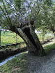 1500-18-Erfurt-Hochheim-Geraaue-zwischen-Luisenpark-Drei-Quellen-Strasse-Blick-nach-Suedwesten-auf-Graben-gewaesseraufwaerts-mit-Silberweiden.jpg