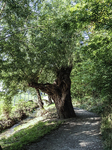 1500-19-Erfurt-Hochheim-Geraaue-zwischen-Luisenpark-Drei-Quellen-Strasse-Blick-nach-Suedwesten-auf-Graben-gewaesseraufwaerts-mit-Silberweiden.jpg