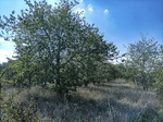 1500-67-Erfurt-Gispersleben-Gisbodusstrasse-Blick-nach-Westen-auf-Streuobstwiese-suedlich-BAB-71.jpg