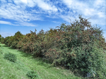 1500-78-Walschleben-Gera-Radweg-Blick-nach-Nordosten-auf-Deich-Geraaue-Gera-flussabwaerts-mit-Weissdorn.jpg