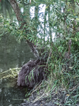 1500-102-Gebesee-Unstrutaue-Einmuendungsgebiet-der-Gera-in-die-Unstrut-Blick-nach-Suedwesten-auf-Unstrut-flussaufwaerts-im-Bereich-der-Einmuendung-der-Gera.jpg